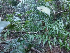 Arthropteris tenella