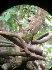 Ailuroedus maculosus