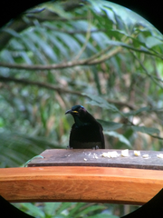 Ptiloris victoriae