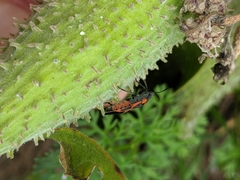 Lygaeus kalmii angustomarginatus