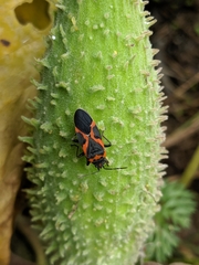 Lygaeus kalmii angustomarginatus