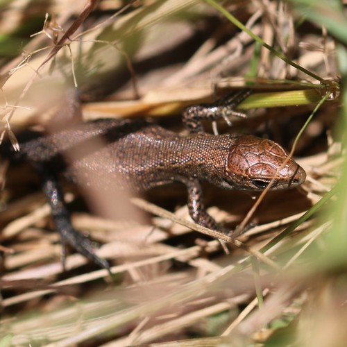 Viviparous Lizard, photo 3 of 10