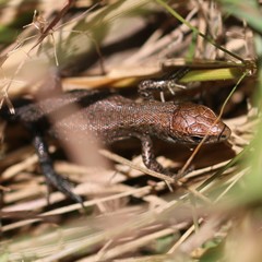 Viviparous Lizard photo 6