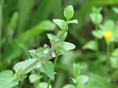 Stachys crenata