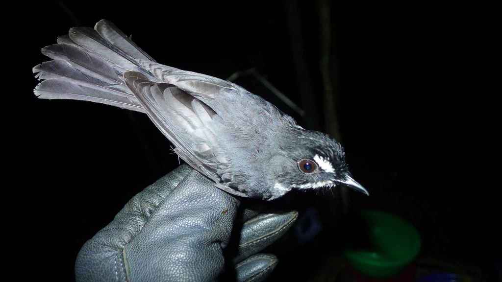 White-Browed Forest Flycatcher