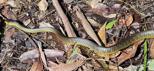 Common Tree Snake sighting