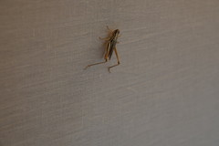 Euchorthippus elegantulus