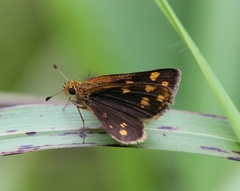 Taractrocera ceramas