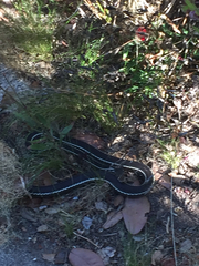 Masticophis lateralis