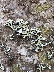 Hypogymnia incurvoides
