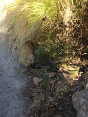 Masticophis lateralis