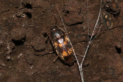 Litargus connexus