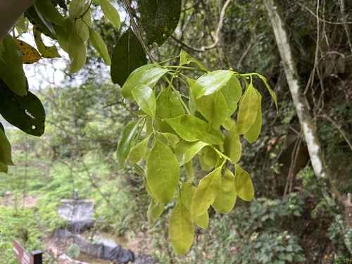 Beilschmiedia erythrophloia observed 2025-04-12