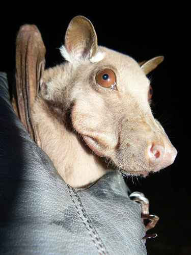 Gambian Epauletted Fruit Bat