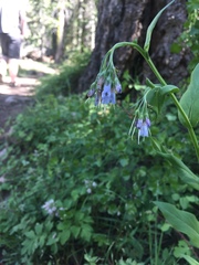 Mertensia ciliata