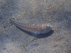 Trachinus radiatus