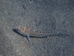 Trachinus radiatus