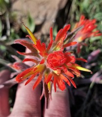 Castilleja pruinosa
