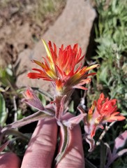 Castilleja pruinosa