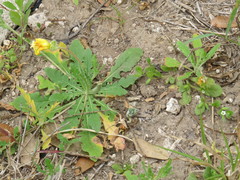 Oenothera grandis
