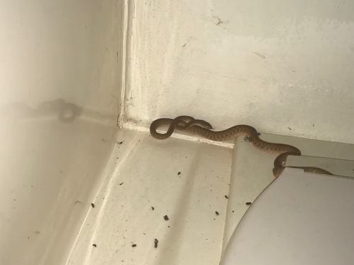 Brown Tree Snake sighting