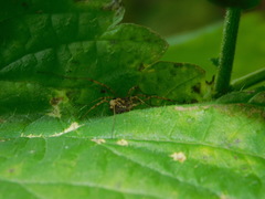 Lacinius ephippiatus