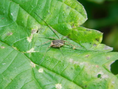 Lacinius ephippiatus