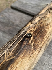 Calligrapha confluens