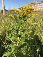 Solidago brendae