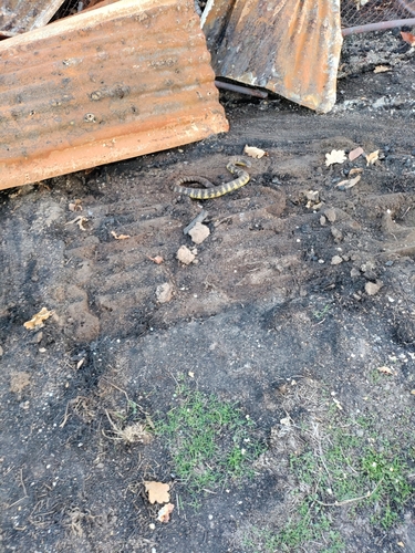 Tiger Snake sighting