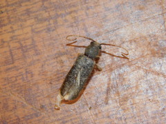 Trichoferus campestris
