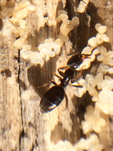 Odorous house ant