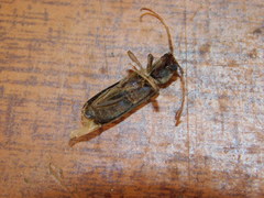 Trichoferus campestris