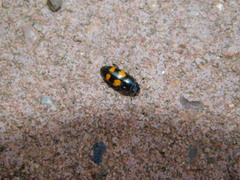 Glischrochilus grandis