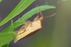 Euschistus ictericus