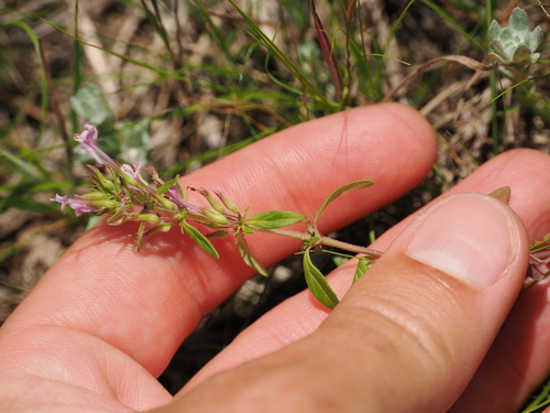 Image of Hedeoma acinoides by (c) Joseph Aubert, some rights reserved (CC BY)