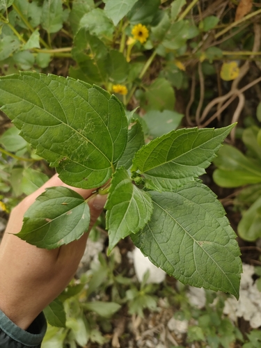 Image of Wollastonia biflora by no rights reserved