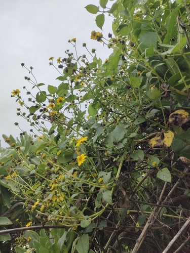 Image of Wollastonia biflora by no rights reserved