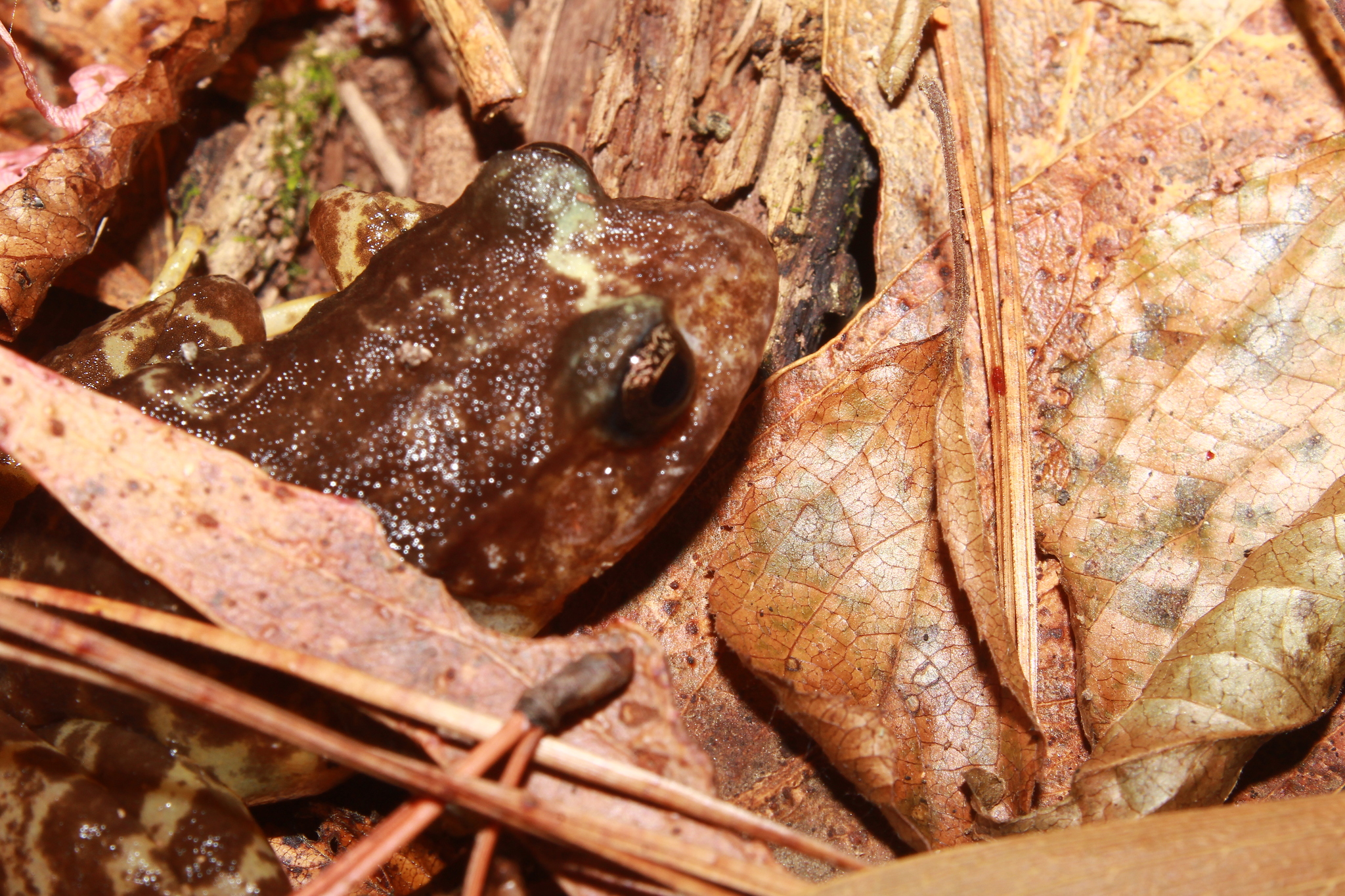 Eupsophus roseus (Duméril & Bibron, 1841)