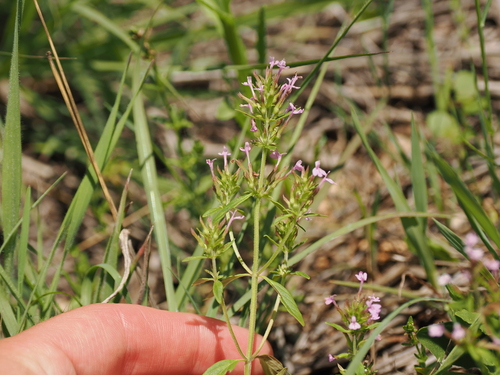Image of Hedeoma acinoides by (c) Joseph Aubert, some rights reserved (CC BY)