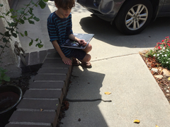 Masticophis lateralis