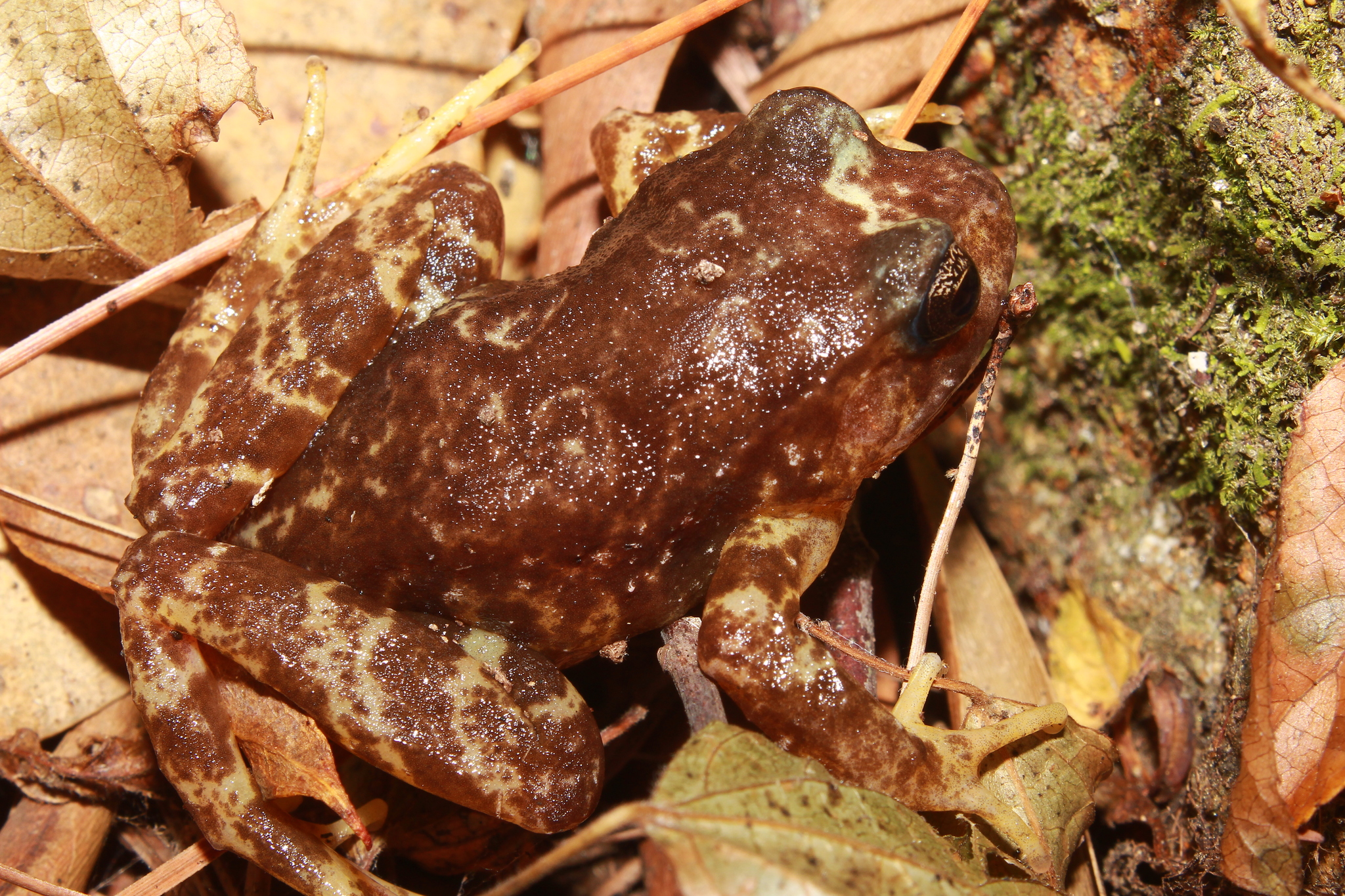 Eupsophus roseus (Duméril & Bibron, 1841)