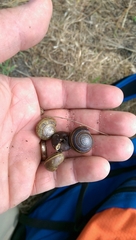 Helminthoglypta dupetithouarsi