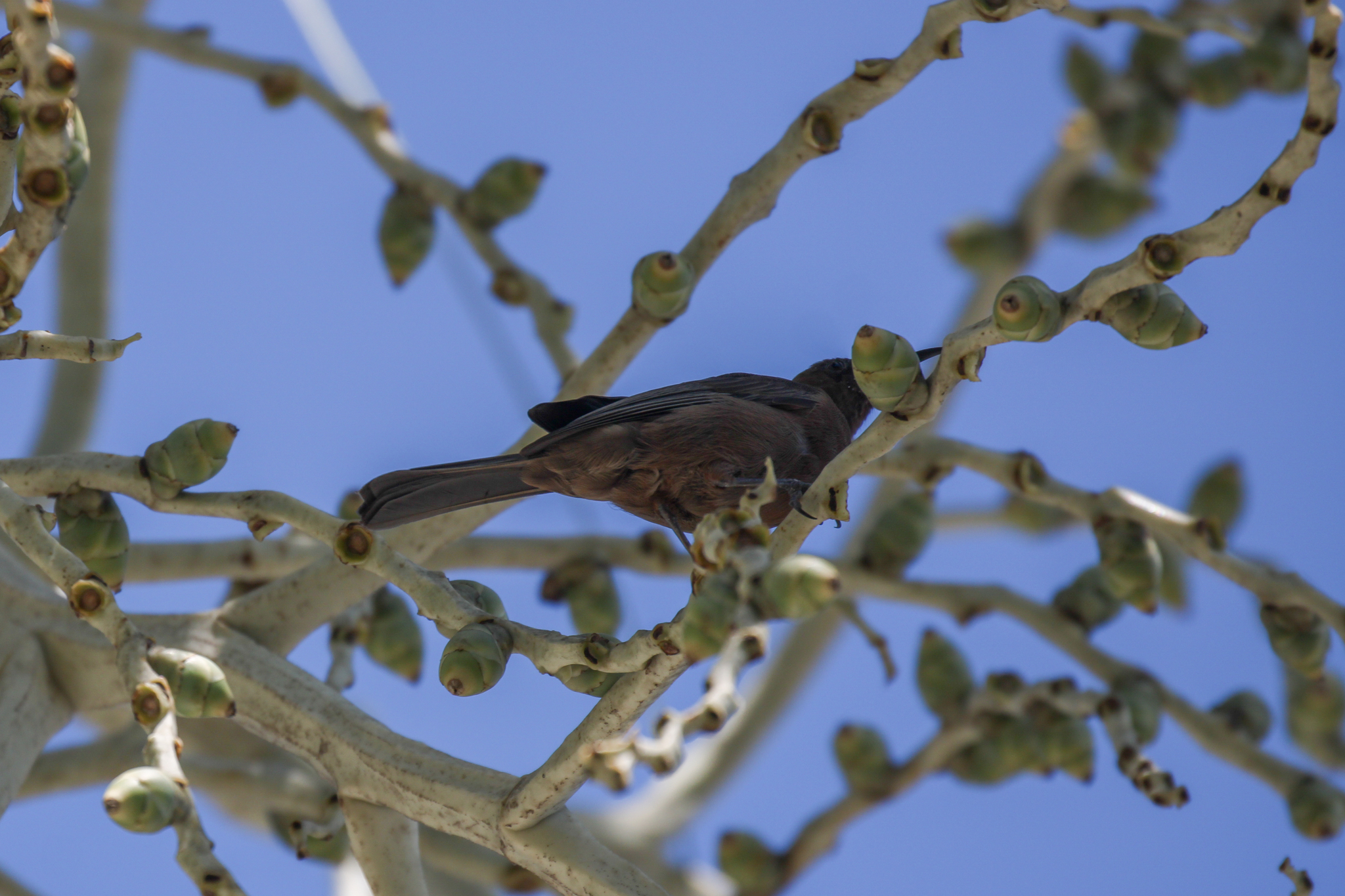 Dusky Myzomela (Myzomela obscura), photo 9