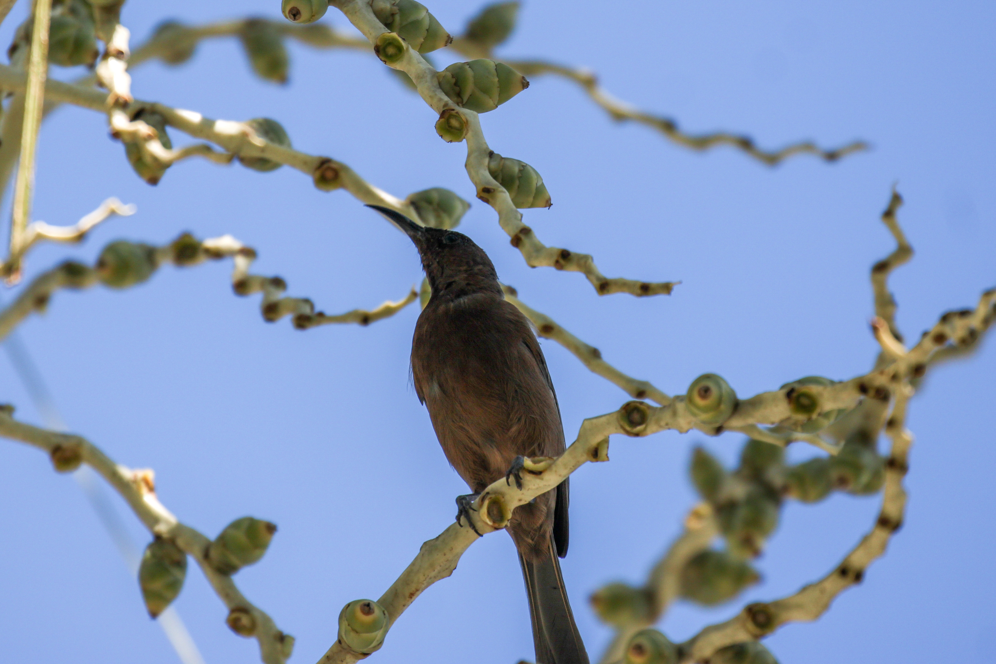 Dusky Myzomela (Myzomela obscura), photo 8