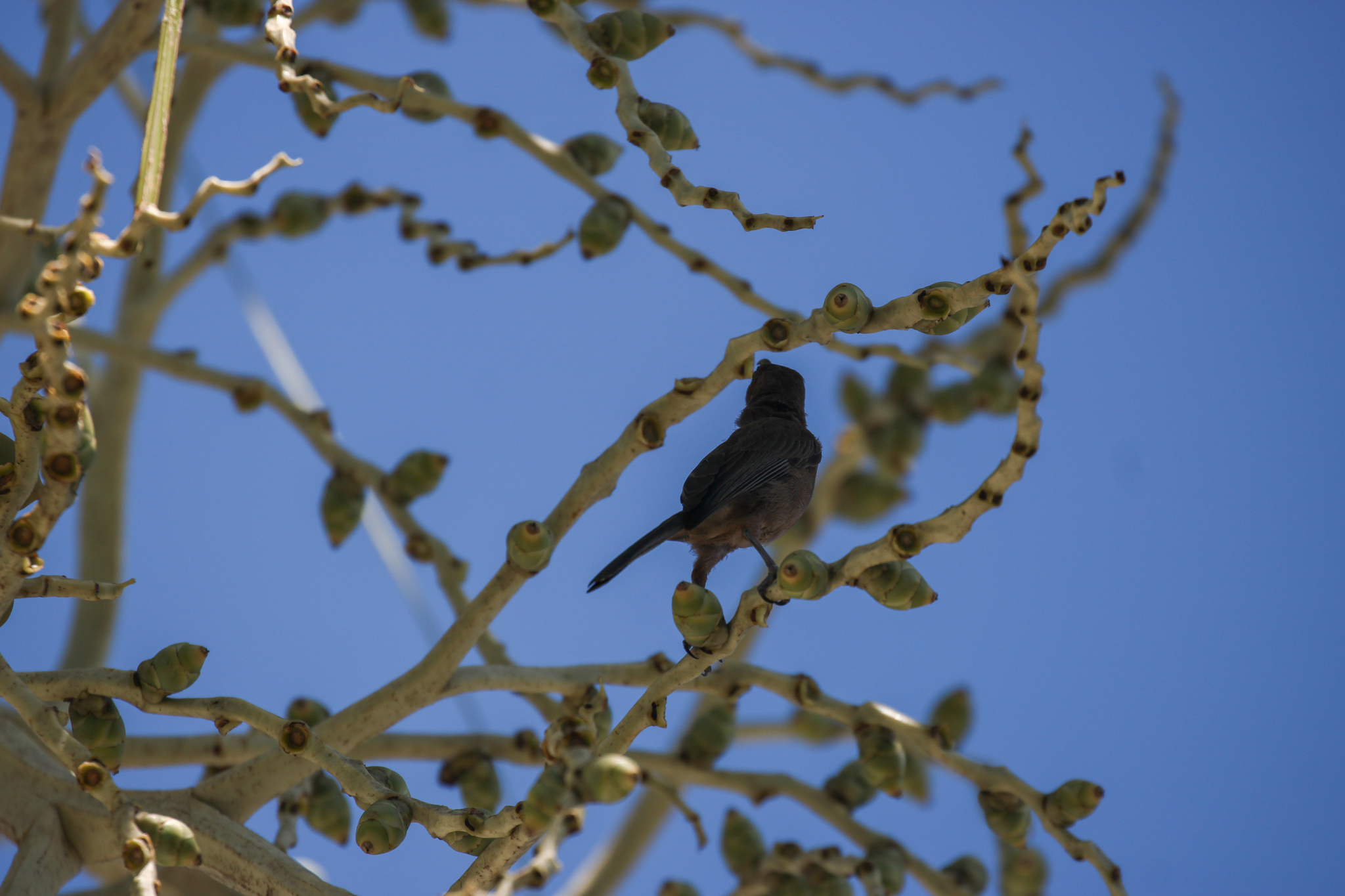 Dusky Myzomela (Myzomela obscura), photo 10