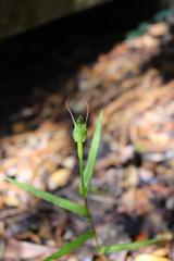Pterostylis agathicola