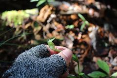 Pterostylis agathicola
