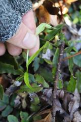 Pterostylis agathicola