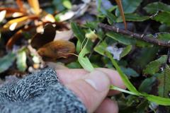 Pterostylis agathicola